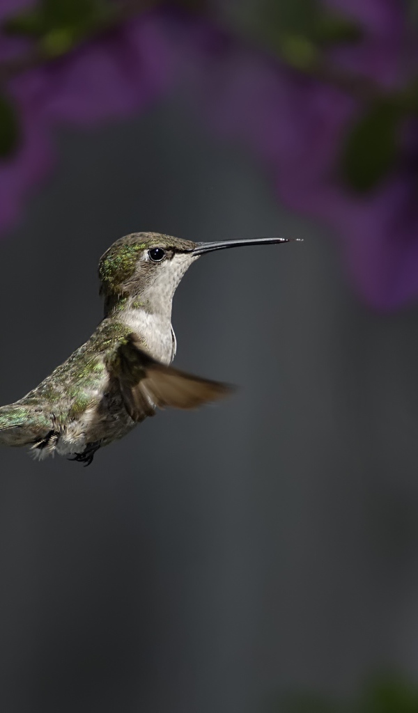 Маленькая птичка колибри крупным планом