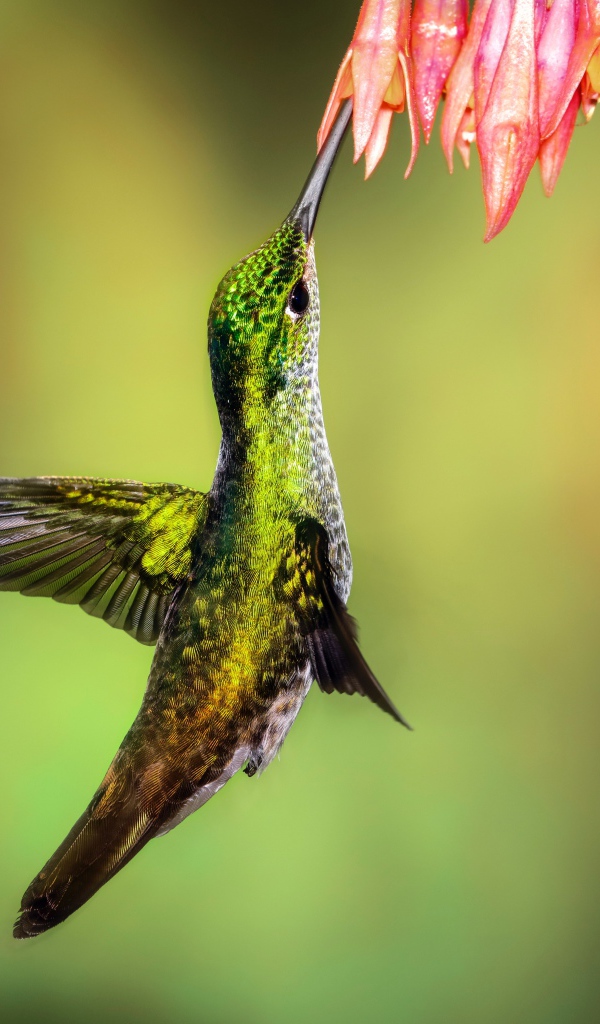 Маленькая птичка колибри собирает нектар на цветке