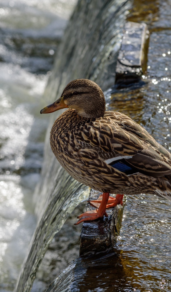 Маленькая серая утка у воды
