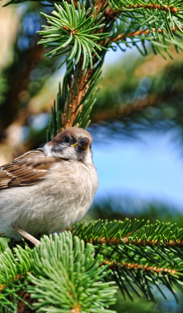 Маленький серый воробей сидит на еловой ветке