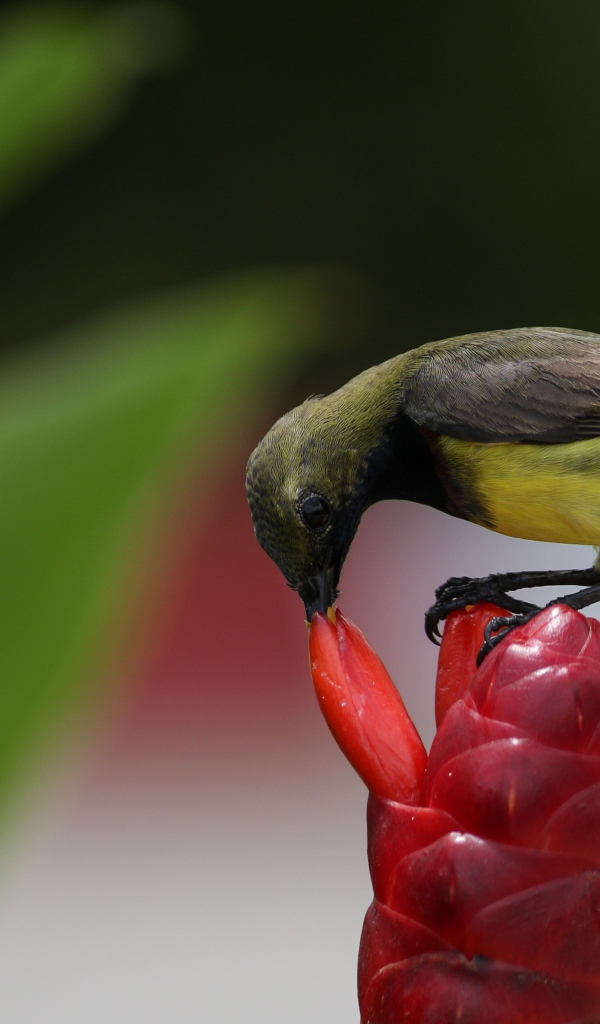 Маленькая птица колибри кормится на красном цветке