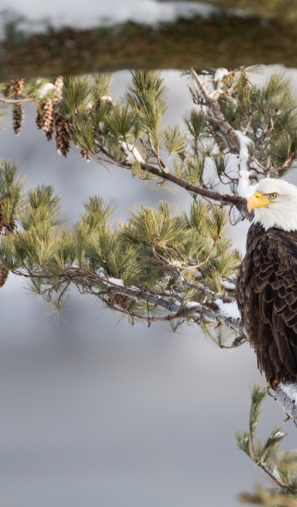 Белоголовый Орлан сидит на заснеженной ветке зимой