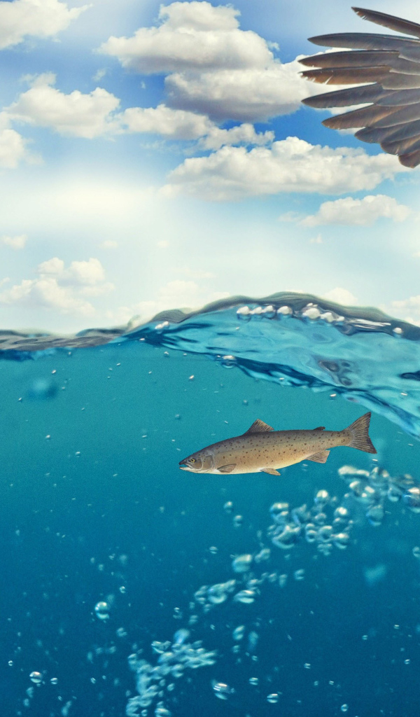 Белоголовый орлан ловит рыбу в воде 