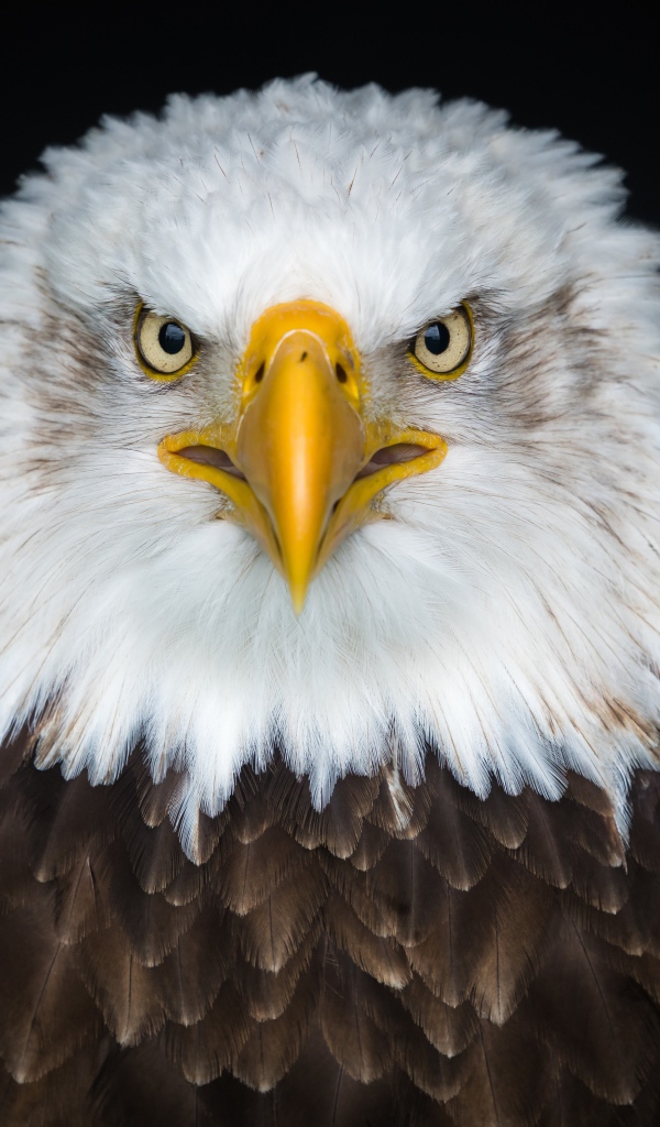 Белоголовый орлан на черном фоне крупным планом