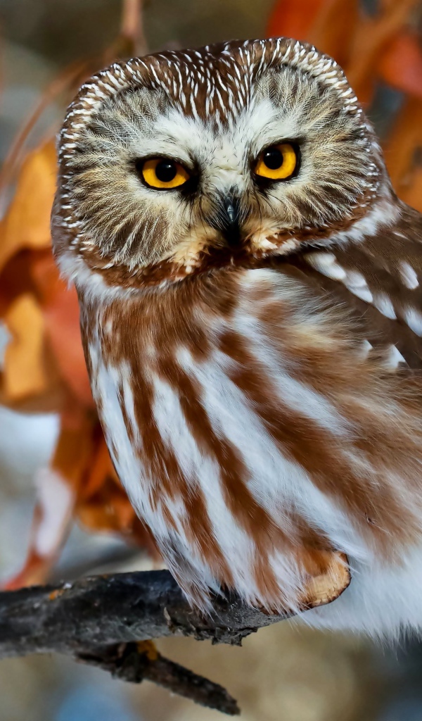 Красивая большая сова с желтыми глазами сидит на ветке