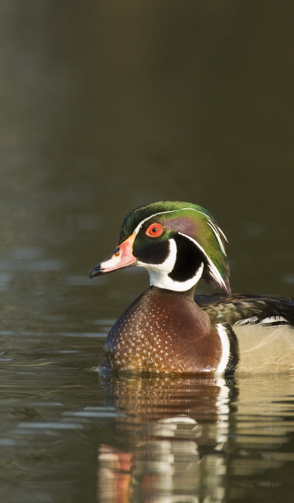 Красивая утка в воде крупным планом