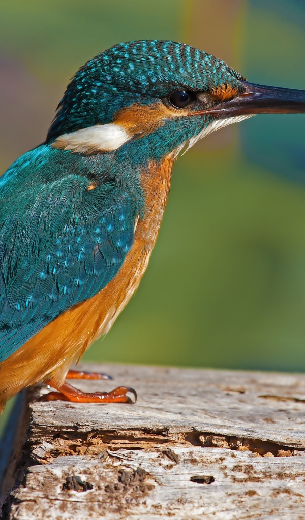 Красивая маленькая птичка зимородок сидит на дереве