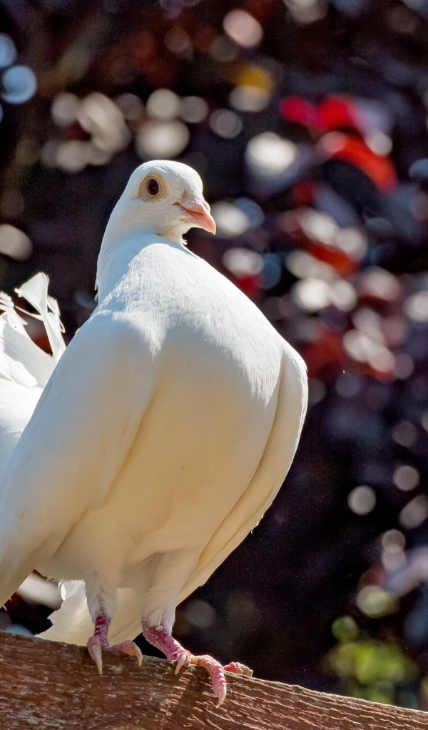 Красивый белый голубь крупным планом
