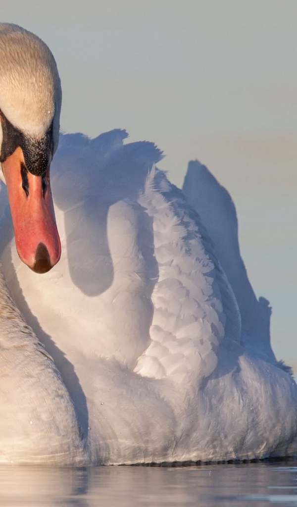 Красивый белый лебедь в воде
