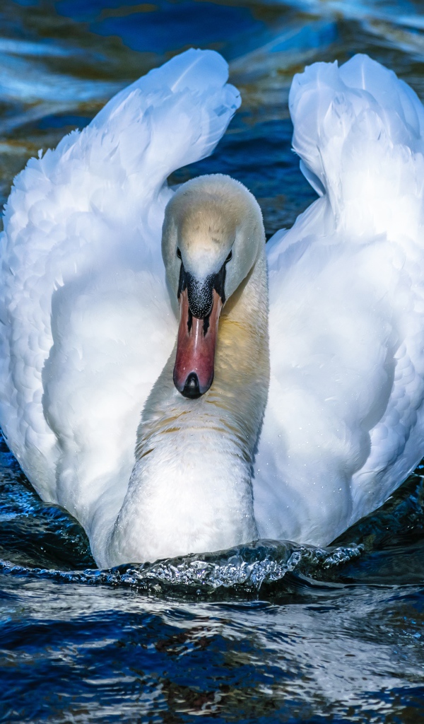 Красивый белый лебедь в воде крупным планом