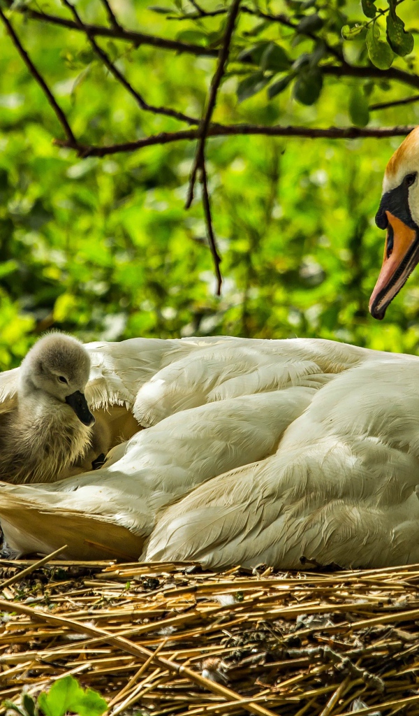 Красивый белый лебедь с птенцами в гнезде
