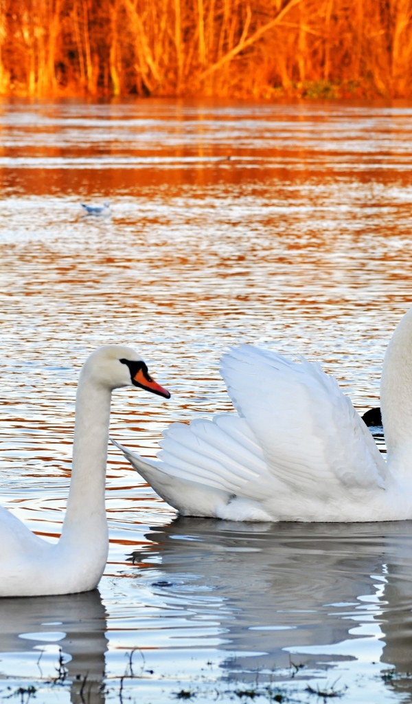 Красивые белые лебеди на пруду