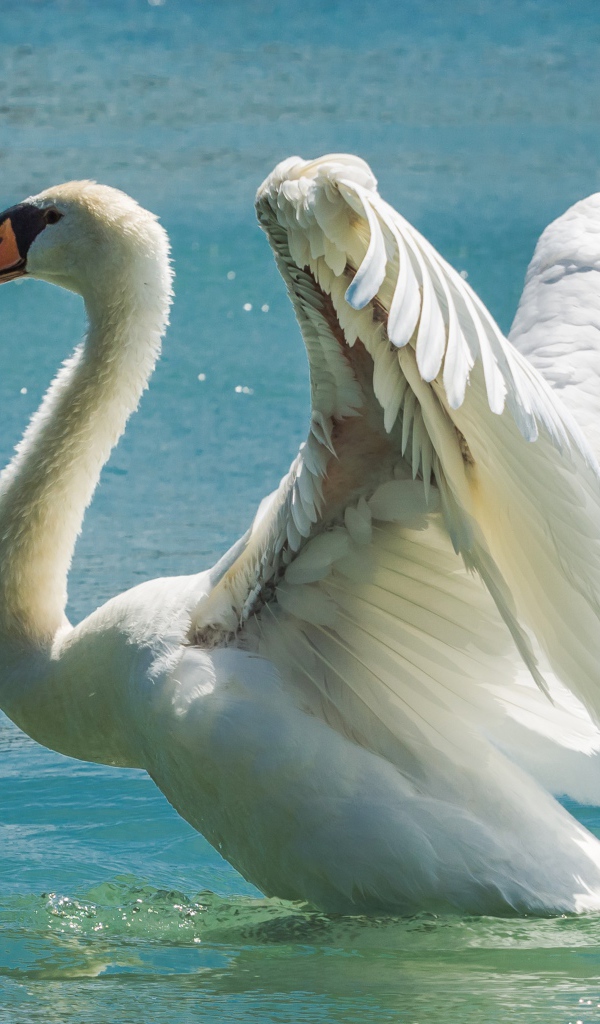 Красивый белый взлетает из воды