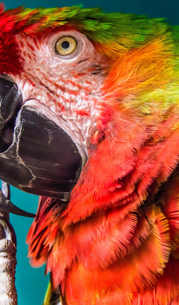 Большой попугай крупным планом