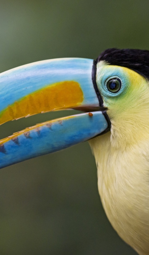 Большой красивый тукан с виноградом в клюве