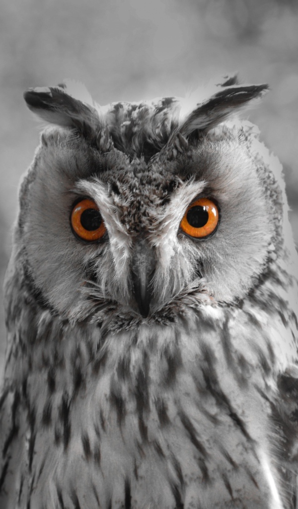 Большая серая сова с желтыми глазами