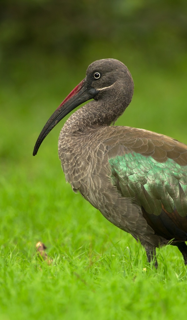 Большой ибис в зеленой траве крупным планом