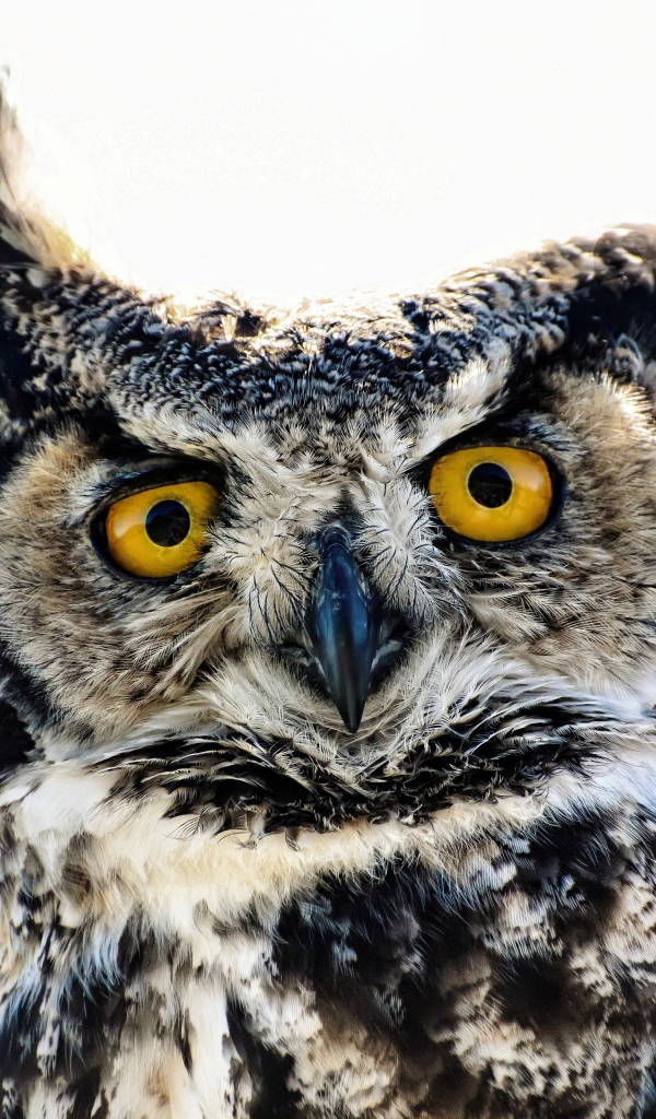 Большая сова на белом фоне крупным планом