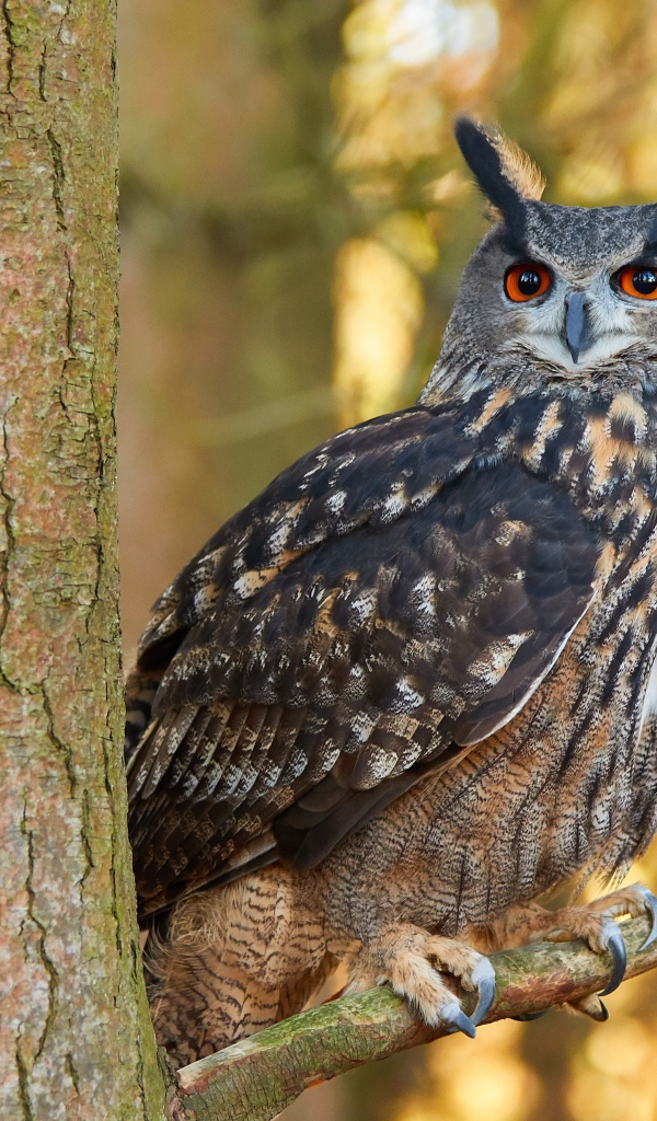 Большая сова сидит на ветке дерева