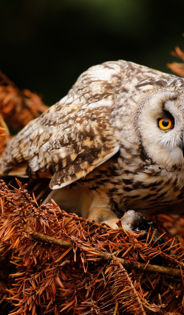 Большая сова с желтыми глазами на ветке 