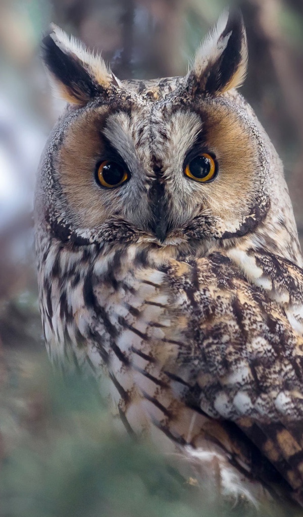 Большая сова с желтыми глазами на дереве