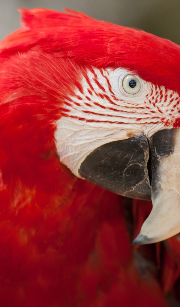 Большой красный ара крупным планом