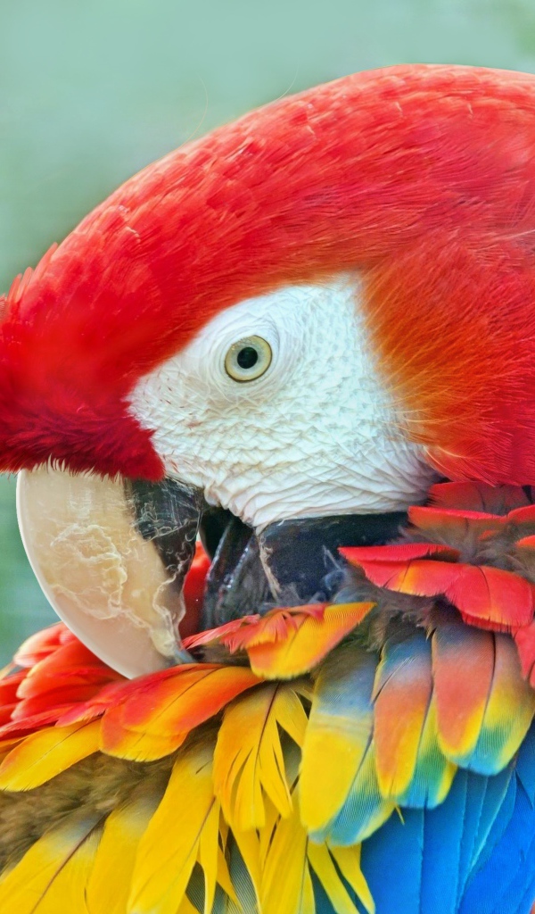 Большой красный ара с яркими перьями крупным планом