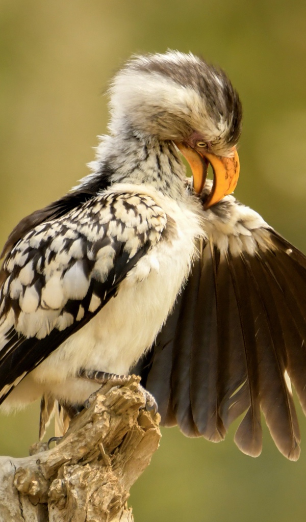 Птица чистит перья на ветке 