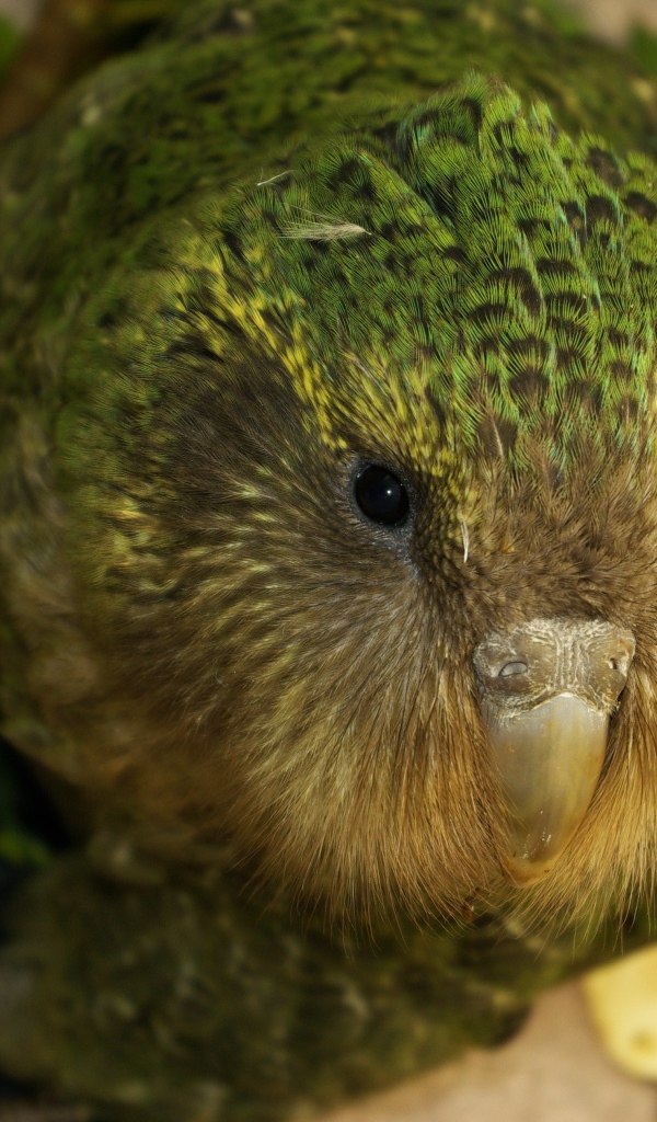 Птица Какапо крупным планом