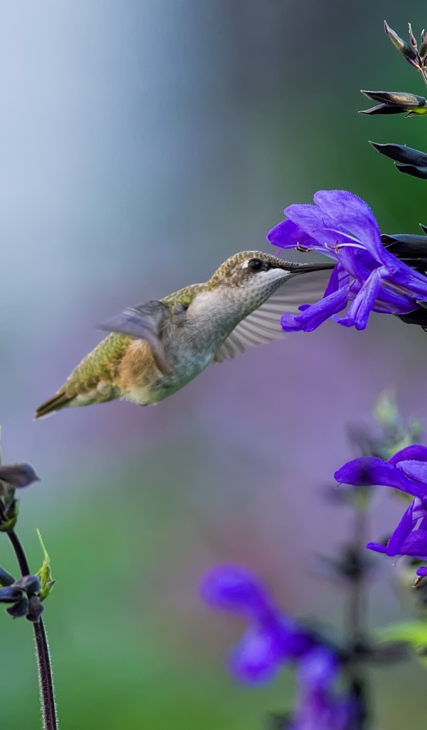 Птица колибри у фиолетового цветка