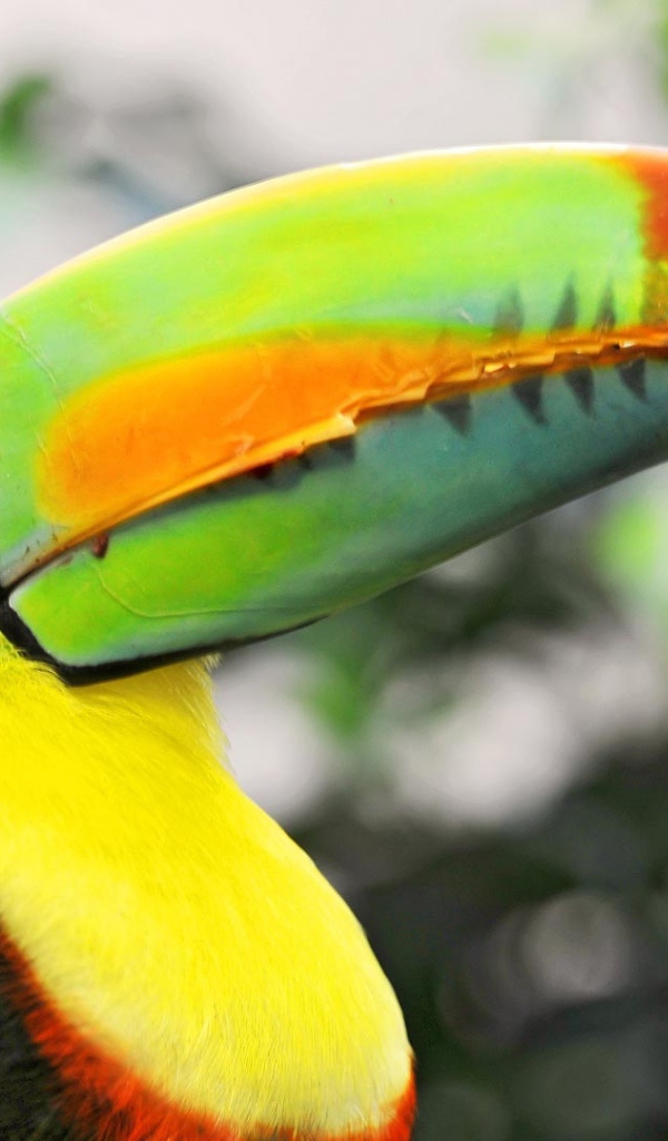 Птица тукан с большим клювом