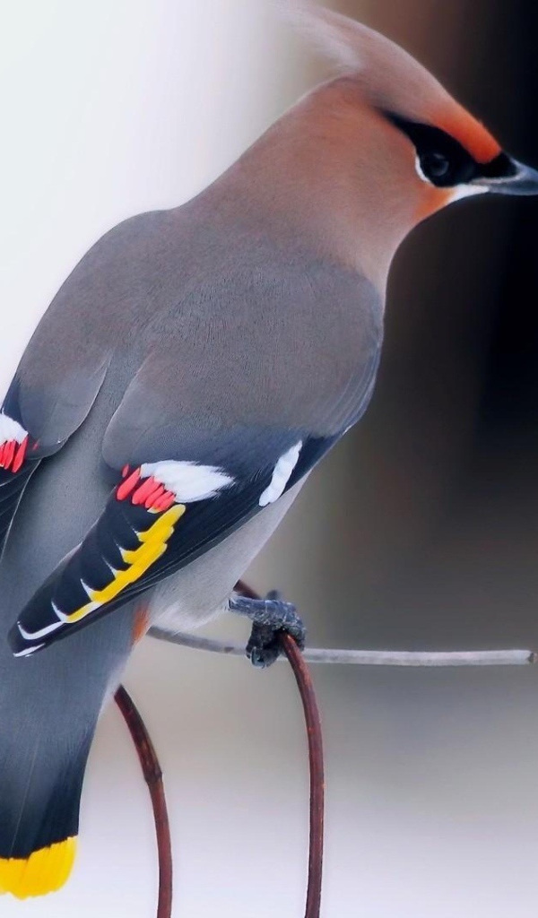 Птица свиристель на ветке с красной калиной