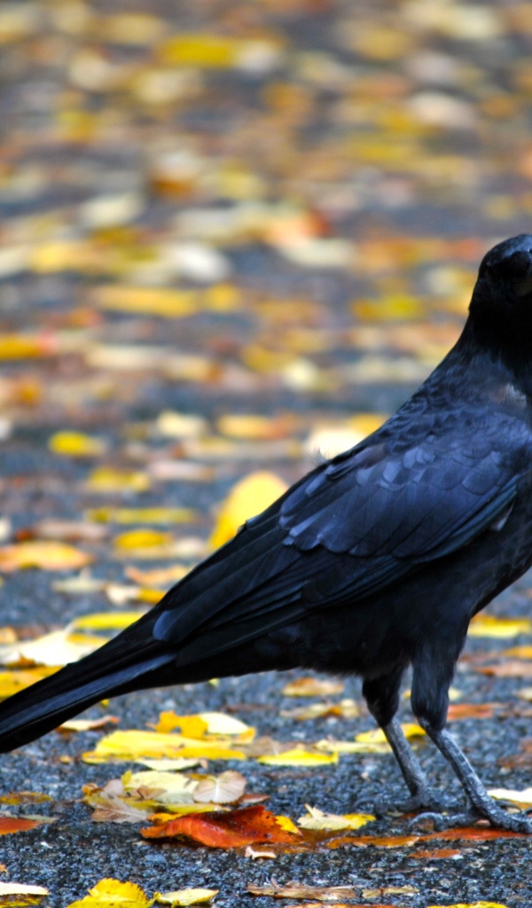 Черный ворон на земле с желтыми опавшими листьями осенью 