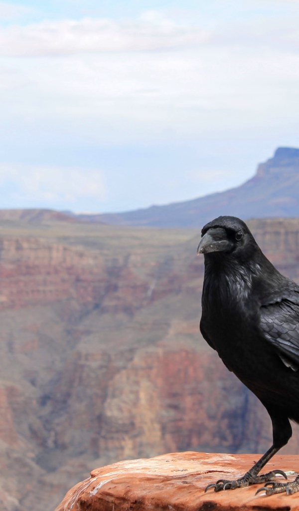 Черный ворон сидит на скале на фоне неба