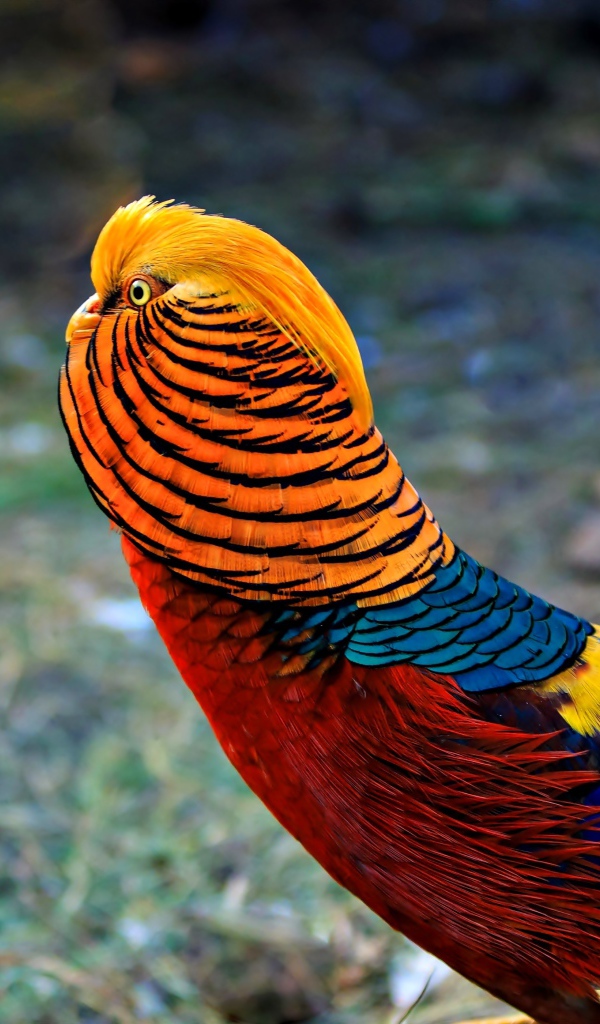 Яркий красивый золотой фазан