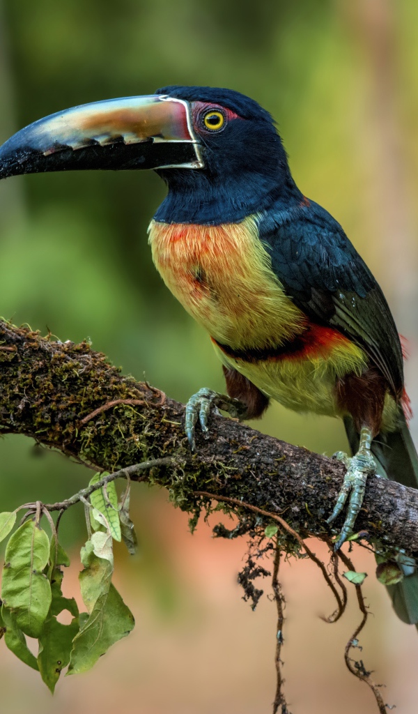 Ошейниковый арасари с длинным клювом на ветке