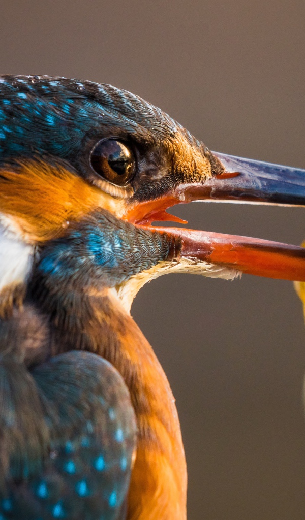 Птица обыкновенный зимородок с рыбой в клюве