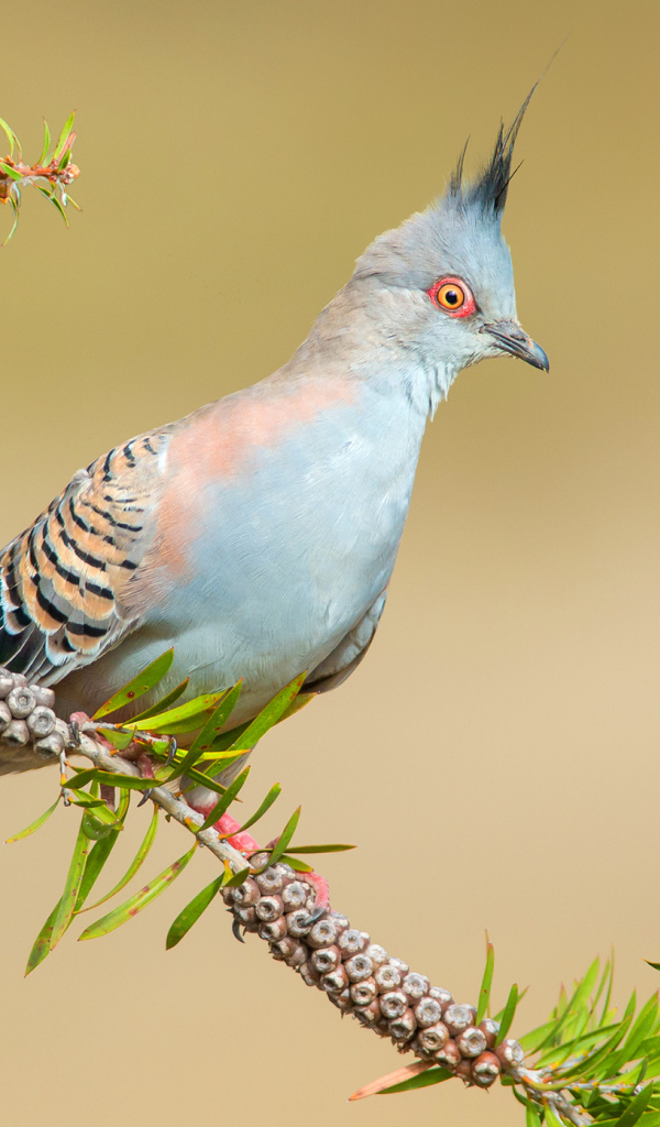 Хохлатый бронзовокрылый голубь на ветке дерева
