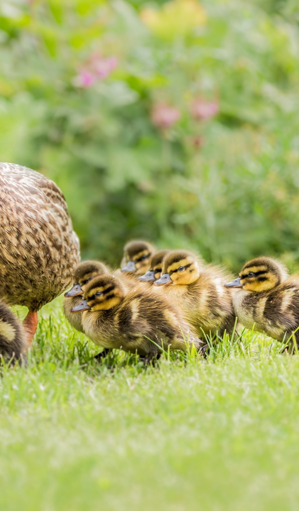 Утка с маленькими утятами идет по зеленой траве