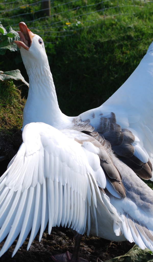 Злой белый домашний гусь