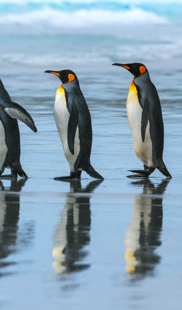 Пять пингвинов идут по воде