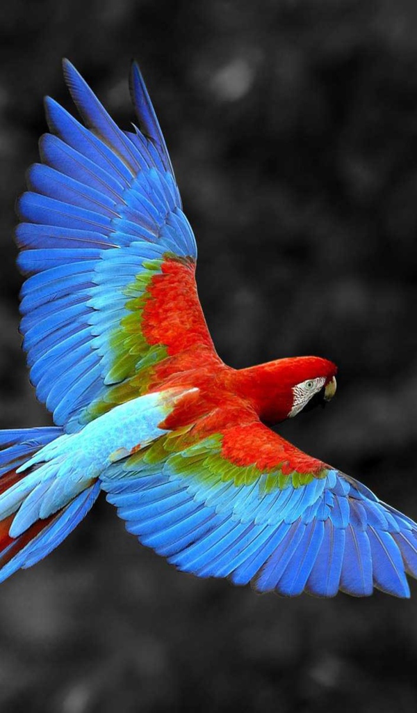 Полет большого попугая ара