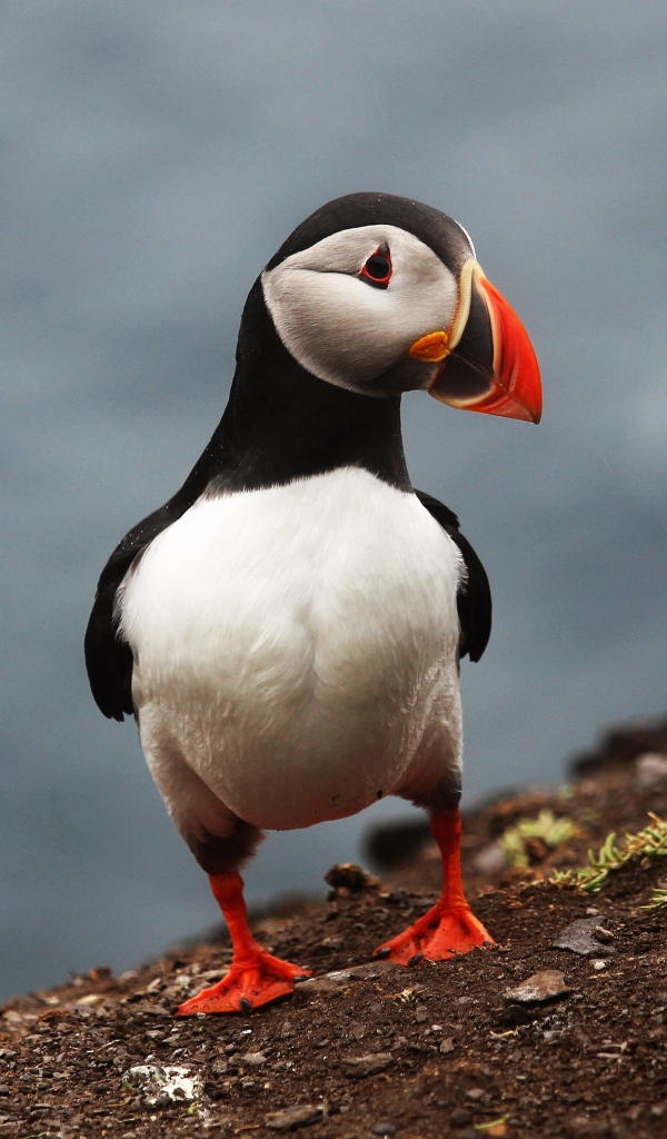 Забавная маленькая птица тупик 