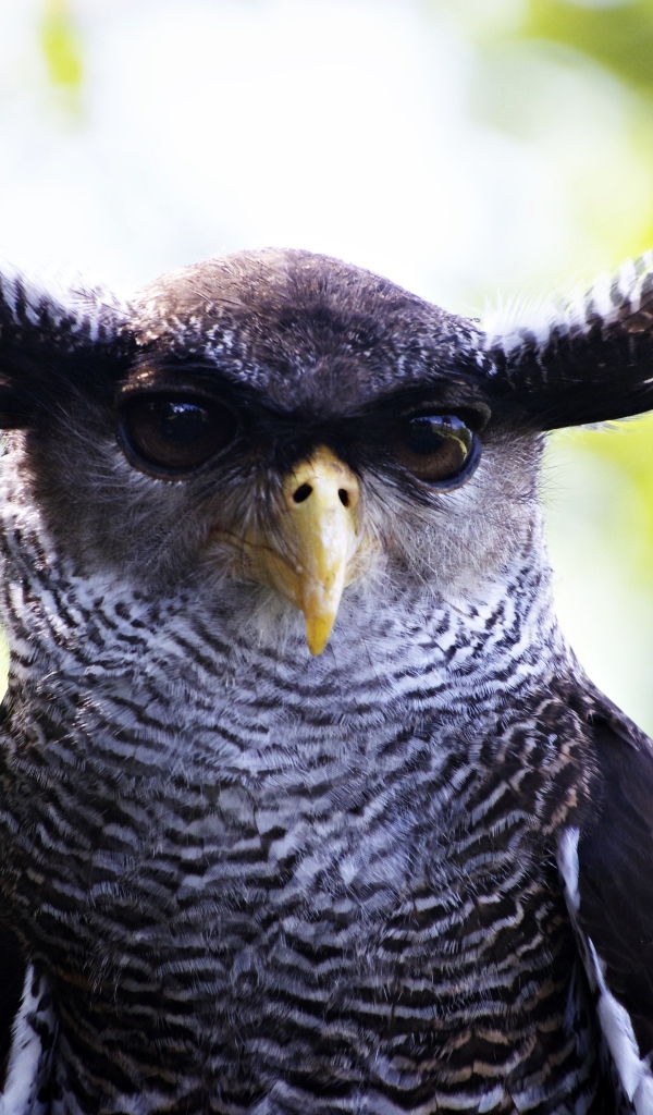 Забавная сова крупным планом