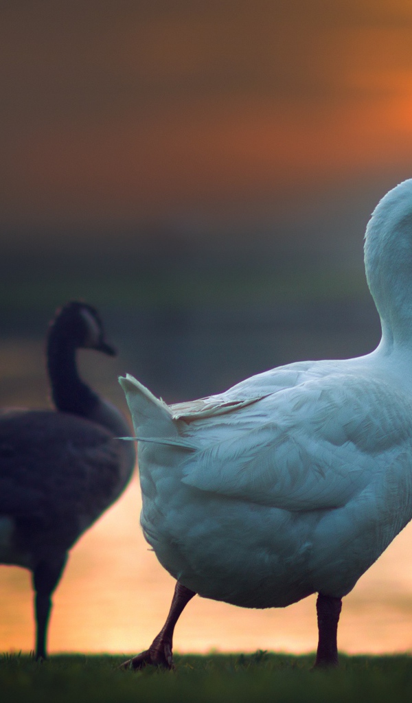 Гуси на фоне солнца на закате