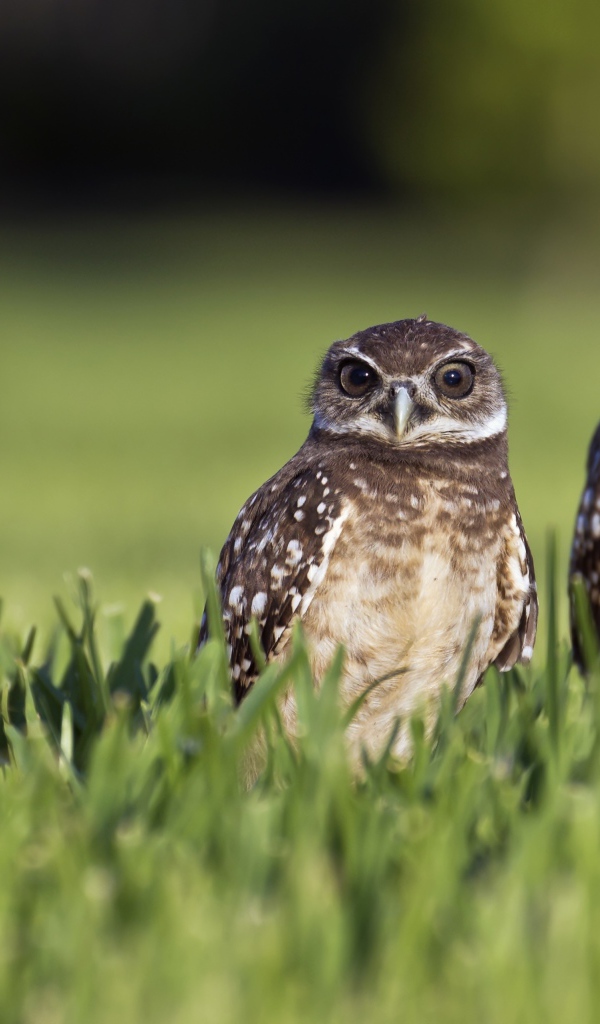 Серые совы сидят в зеленой траве