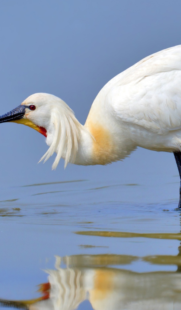 Большая белая цапля в воде 