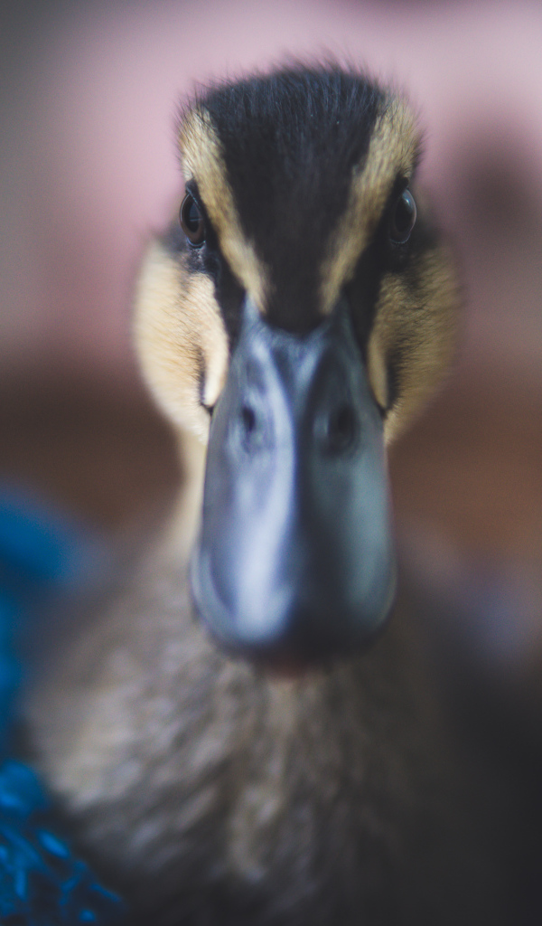 Голова утки крупным планом 