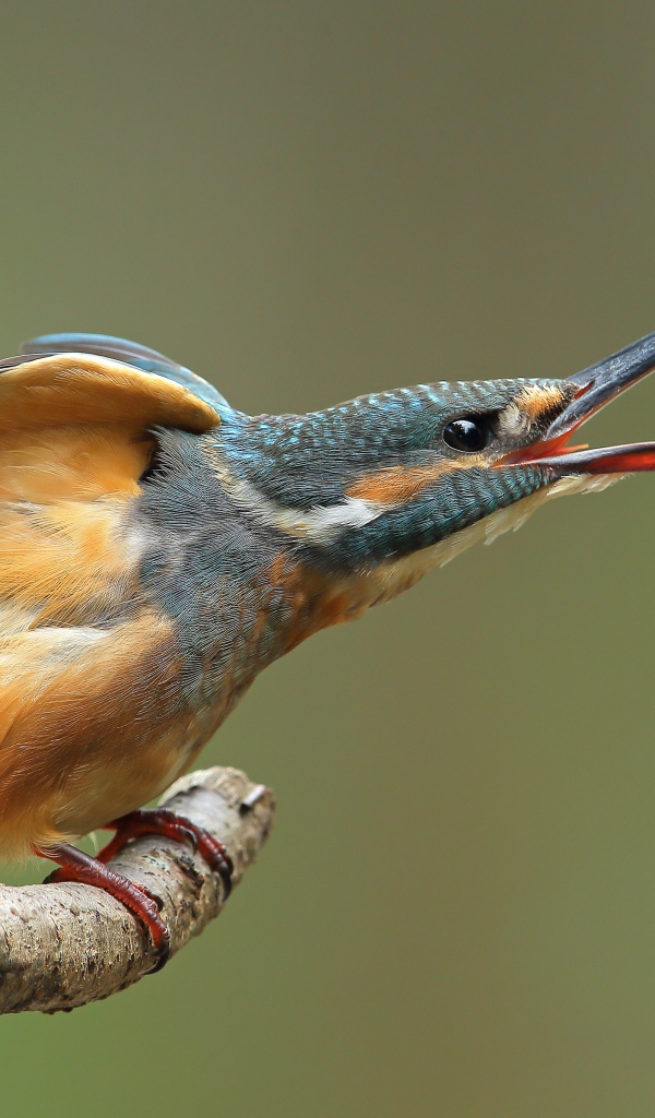 Зимородок с открытым клювом на ветке