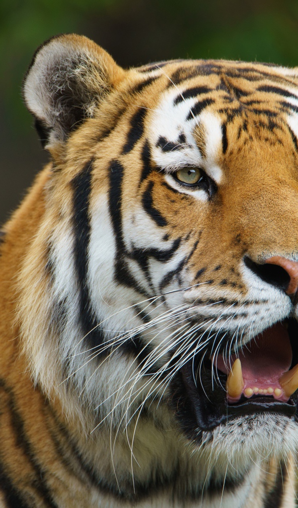 Большой тигр с открытой пастью